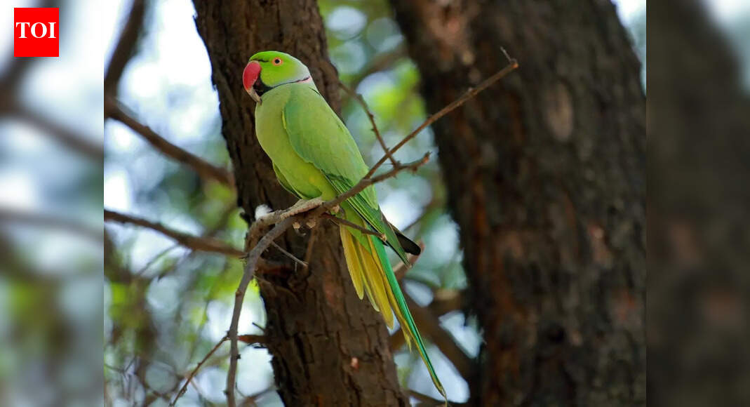 6 unique wildlife experiences beyond traditional safaris in India