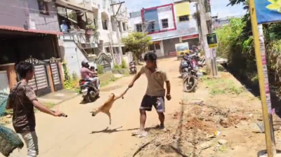 Supreme Court Allows Stray Dogs Back On Streets, But Bans Feeding Them In Public Spaces