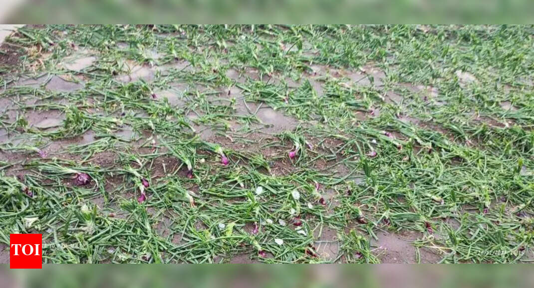 Heavy rain damages crops on 1.1L hectares in Ahilyangar & Jalgaon ...