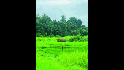 Elephant enters Pernem’s Ugvem, damages crops