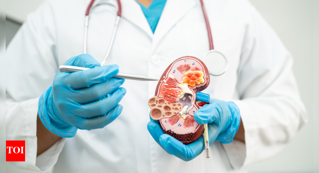 Kidney fibrosis: The dangerous condition that can shut down renal function; causes and treatment