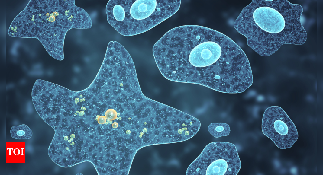 69 confirmed cases, 19 deaths in Kerala due to brain eating amoeba: Why this infection is challenging and requires caution