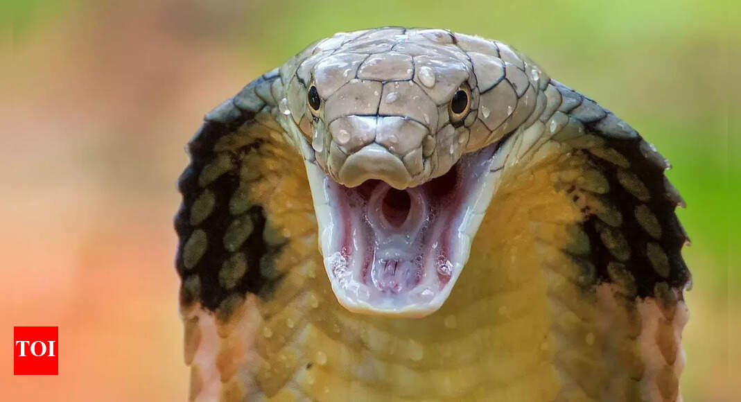 Cobra Capital of India: The tiny Indian village that is ruled by King Cobras and they are worshipped here