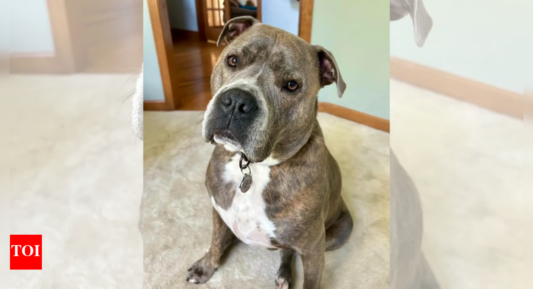‘Good boy’ saves himself: Dog leads Illinois cop to leash during dramatic house fire rescue | Watch ‘Good boy’ saves himself: Dog leads Illinois cop to leash during dramatic house fire rescue | Watch