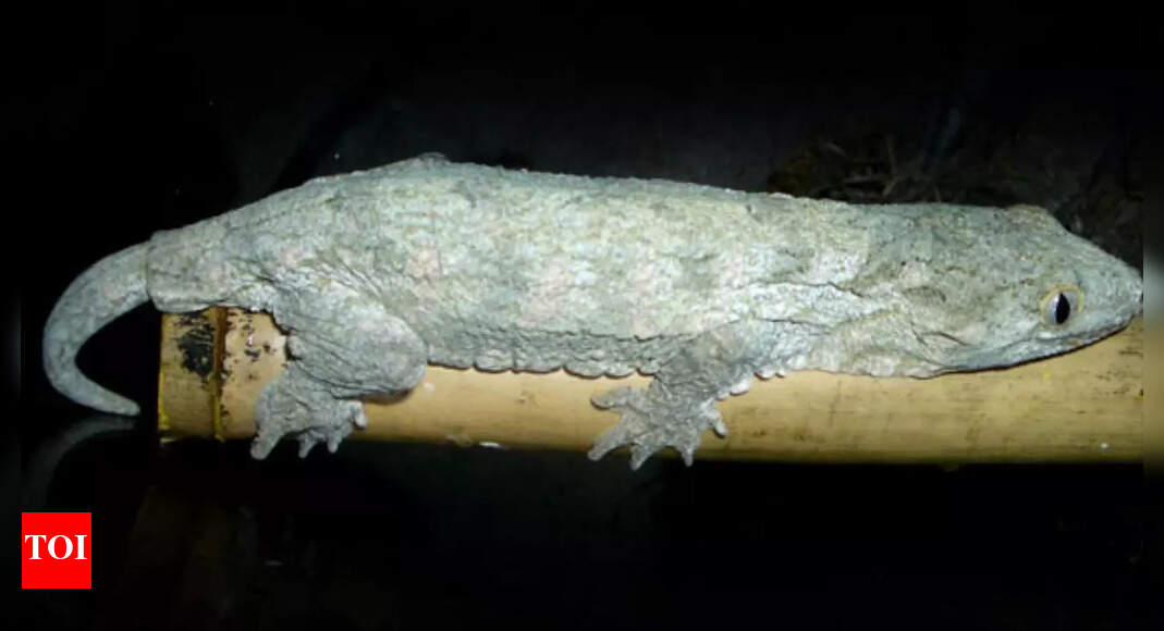 World’s largest gecko: Discover the behaviour, habitat, and more about Caledonian Giant Gecko