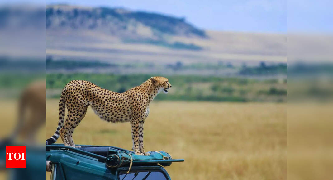 How to plan a budget Maasai Mara trip from India — comfortably under INR 2 Lakhs