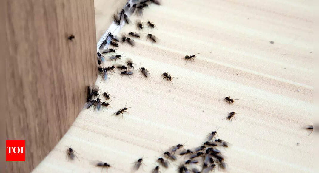 Get rid of ants from your kitchen forever: Bay leaf and salt hack that really works