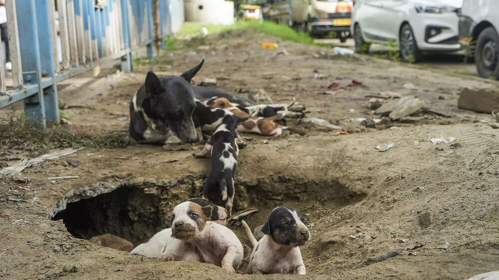 Speciesism & Strays: The Price Of Our Vanity