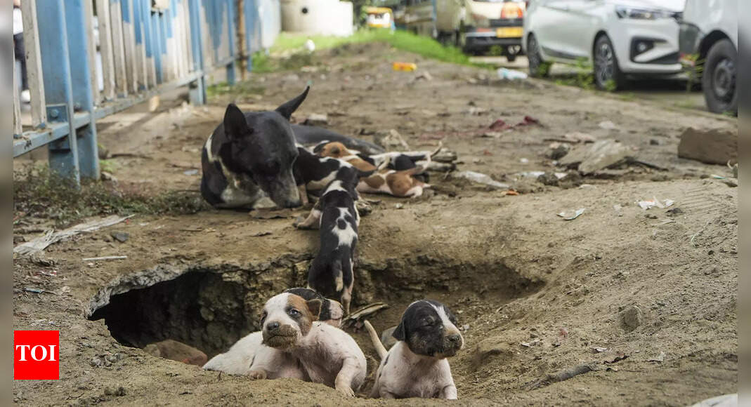 Speciesism & Strays: The Price Of Our Vanity