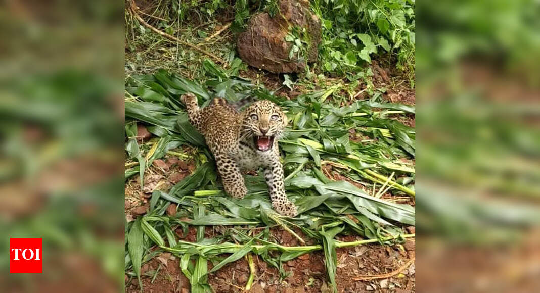Leopard cub rescued from snare in Davanagere | Hubballi News - The ...