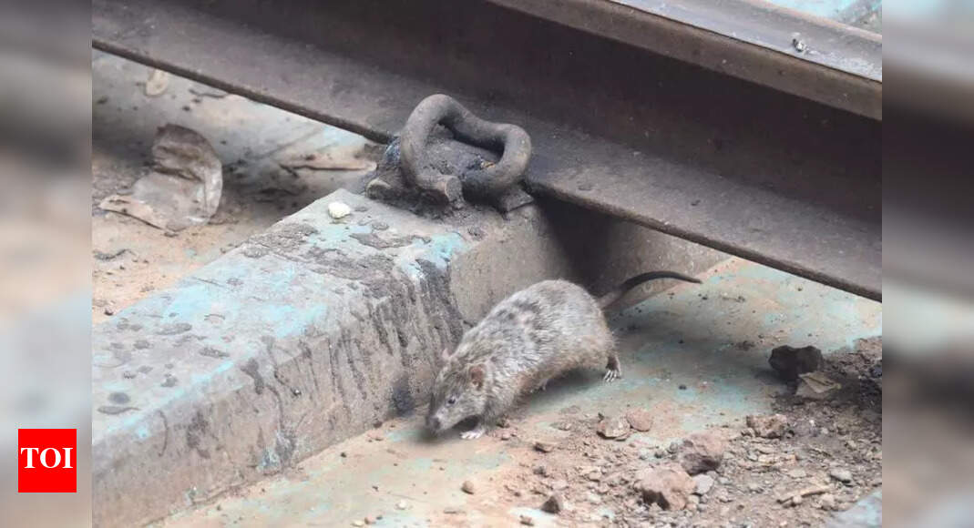 Rats thrive as GCC scraps proposed special team | Chennai News - The ...