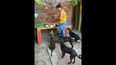 MCD begins earmarking feeding points for stray dogs