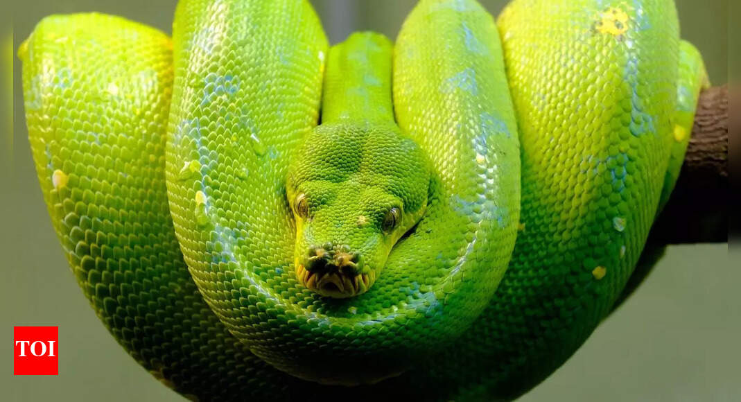 The untold side of pythons: 7 things you should know