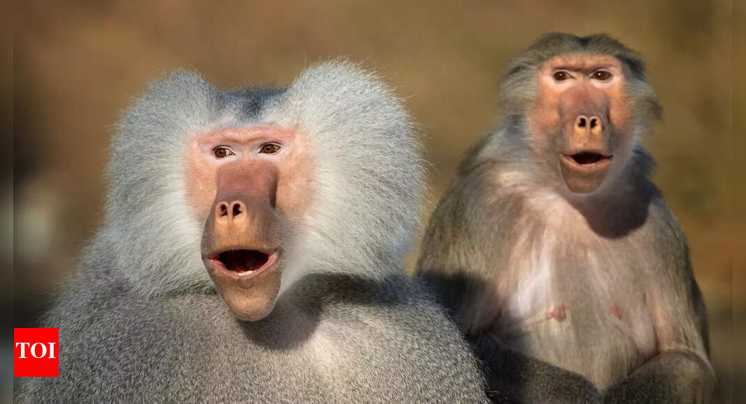 Animals with big heads: How nature designs them
