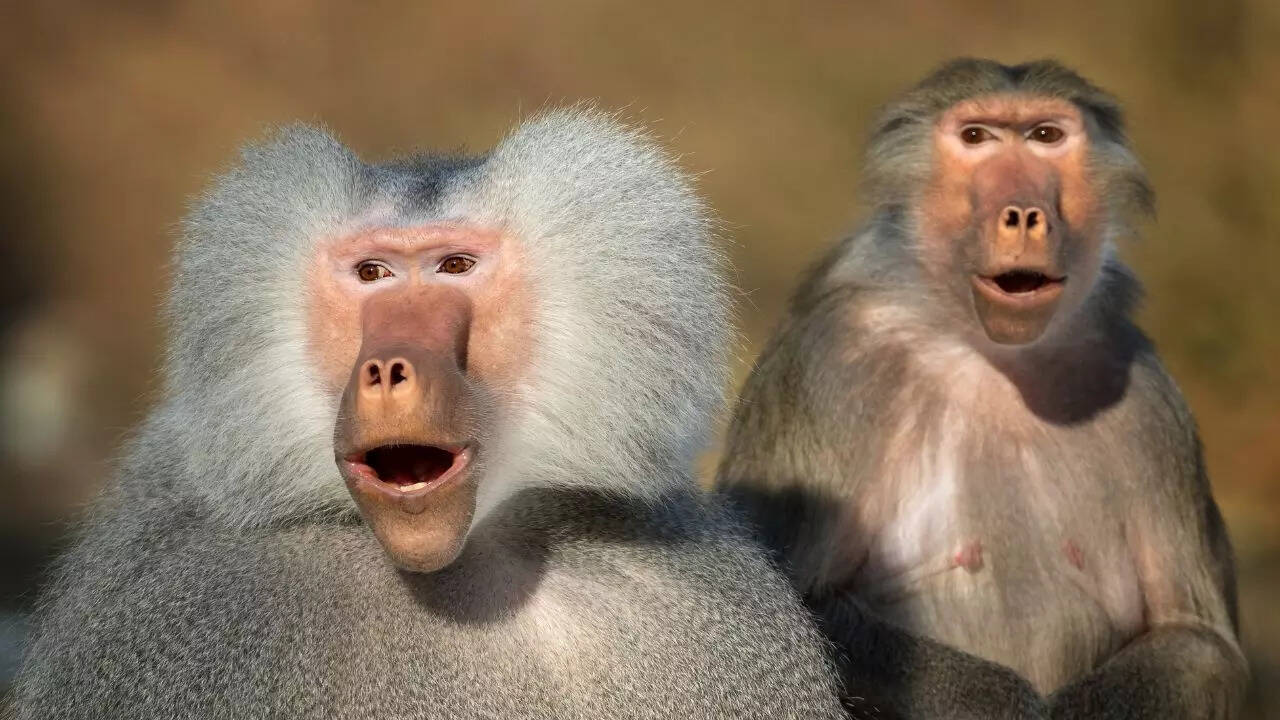 What Animal Has The Most Heads