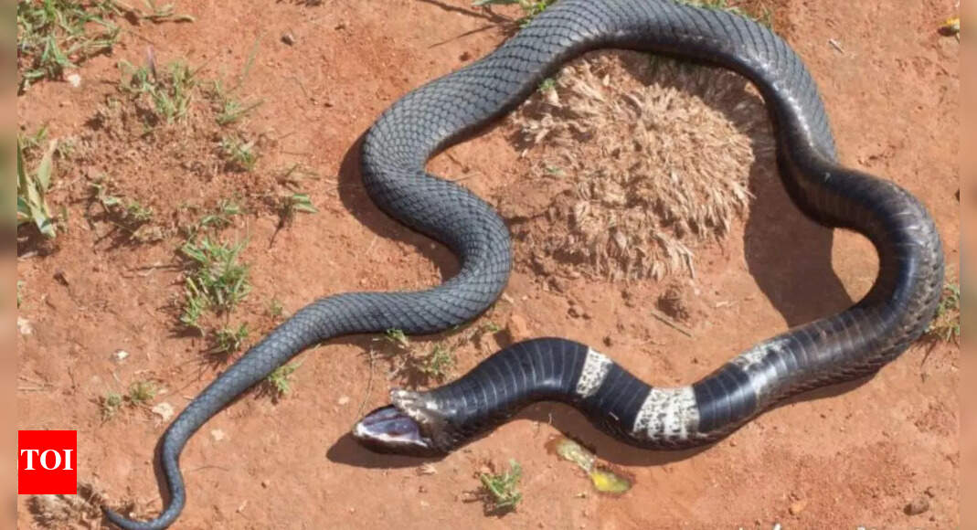 Rinkhals snake: South Africa’s cobra-looking reptile that spits venom, plays dead, and tricks predators