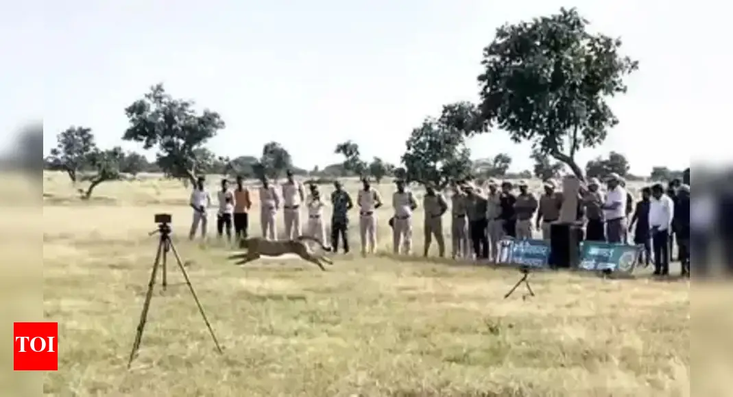 Female cheetah explores new home at Gandhi Sagar Sanctuary