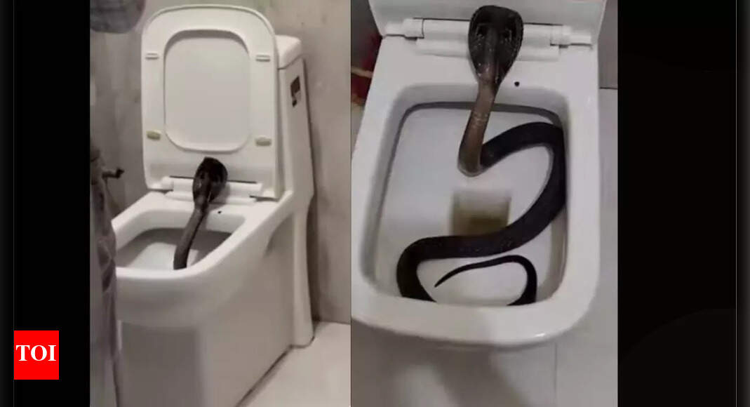 Cobra found hiding in toilet seat in Indian hotel Shocking video goes