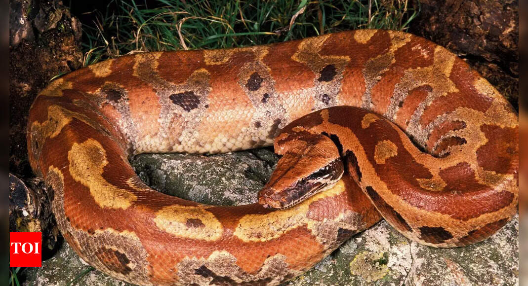 Red blood python (Python brongersmai): Muscular snake with striking colours and unique features