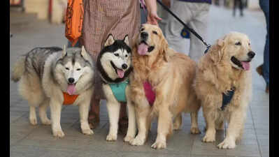 Navi Mumbai Municipal Corporation issues advisory for dog ownership & safety regulations