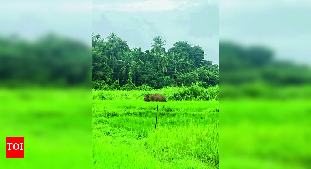 Elephant damages crop in Pernem, govt assures compensation to farmers