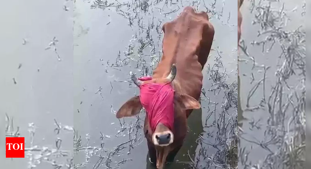 Blindfolded cow pushed into drain; rescued by villagers in Haryana