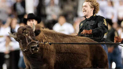 Colorado Buffaloes’ new live buffalo mascot makes her debut in home opener against the Wyoming Cowboys