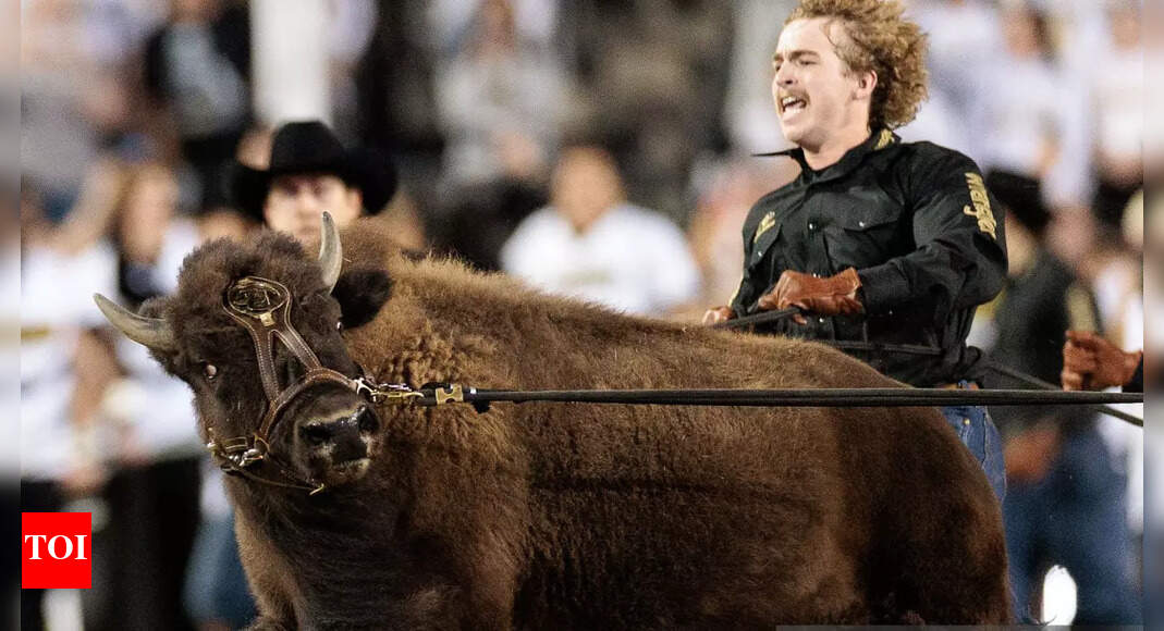 Meet Ralphie VII: Colorado Buffaloes’ new live buffalo mascot makes her debut in home opener against the Wyoming Cowboys