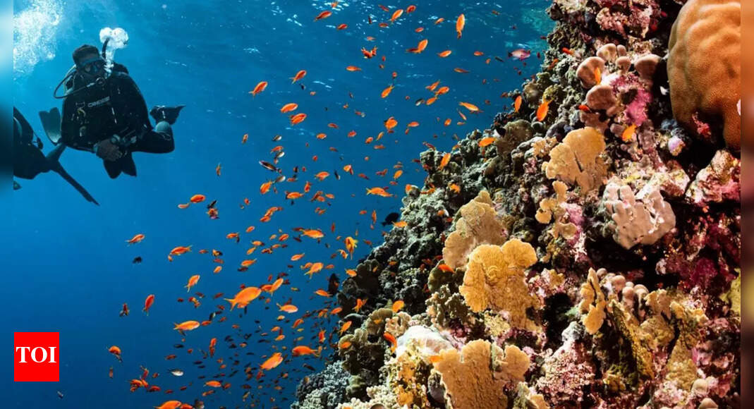 Scuba diving isn’t always safe: Understanding risks, safety checks, and real-life lessons for divers