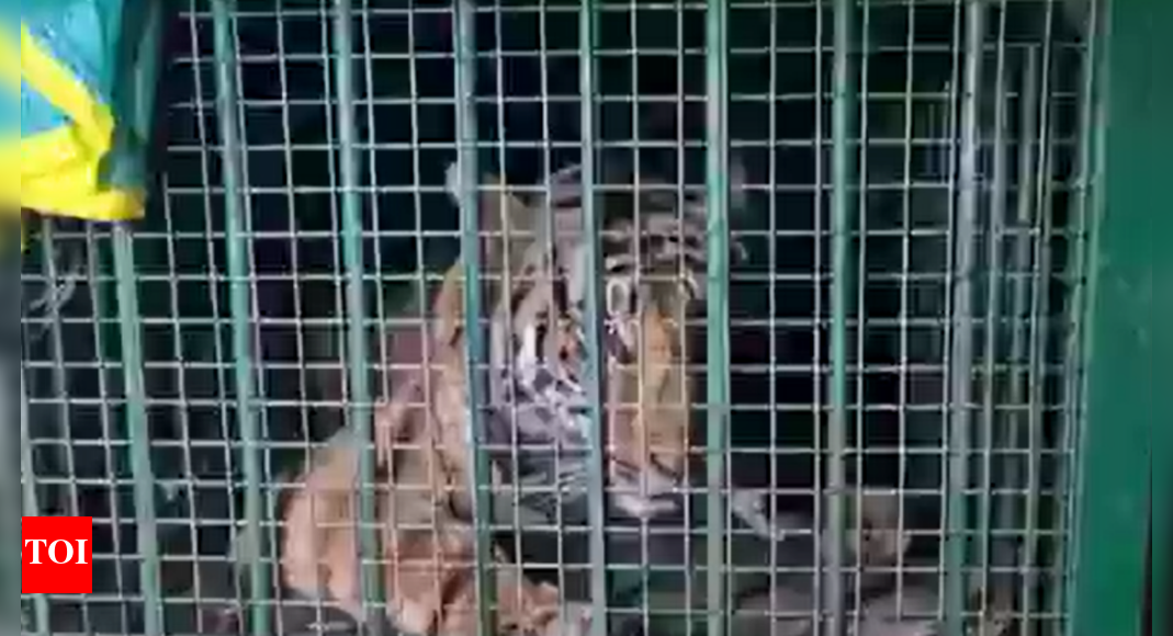 Sitapur tigress tranquilized after 2 deaths, weeks of fear among villagers; rescue team used drones, JCB in midnight operation