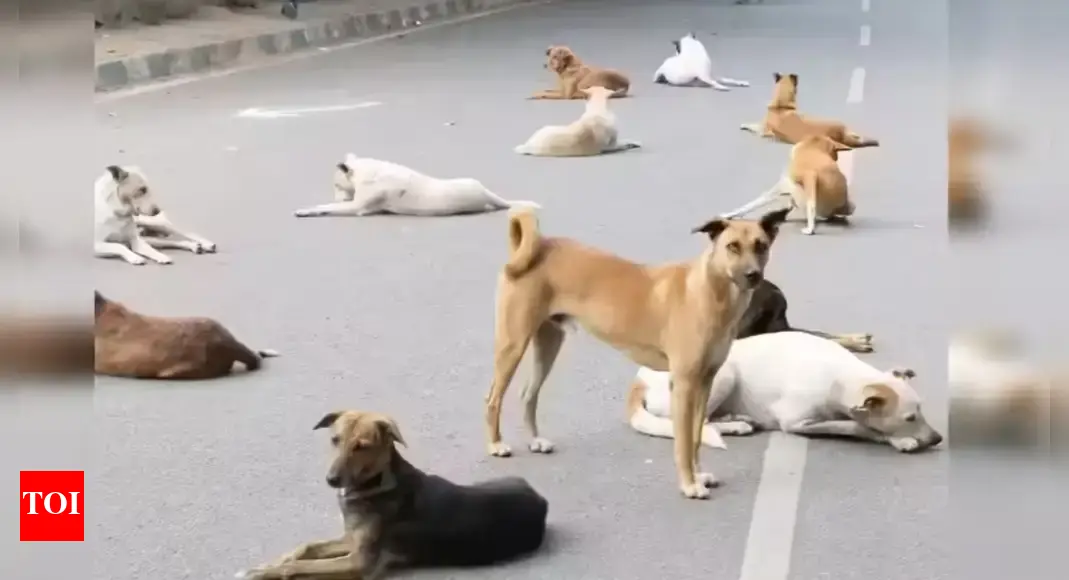 Karnataka: DC directs measures to control street dog population in Udupi