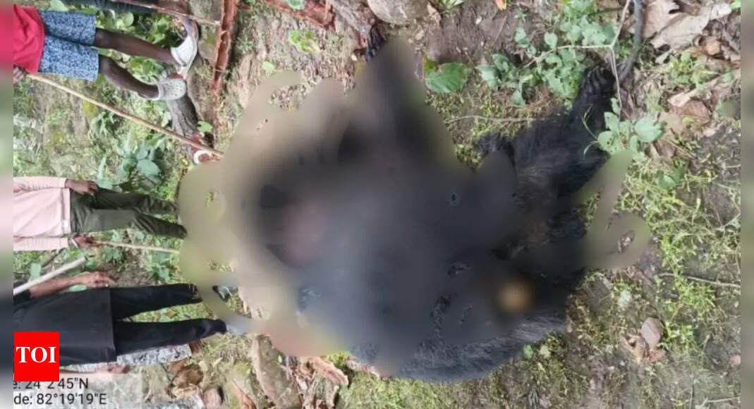 Madhya Pradesh: Bear that mauled 2 villagers found dead