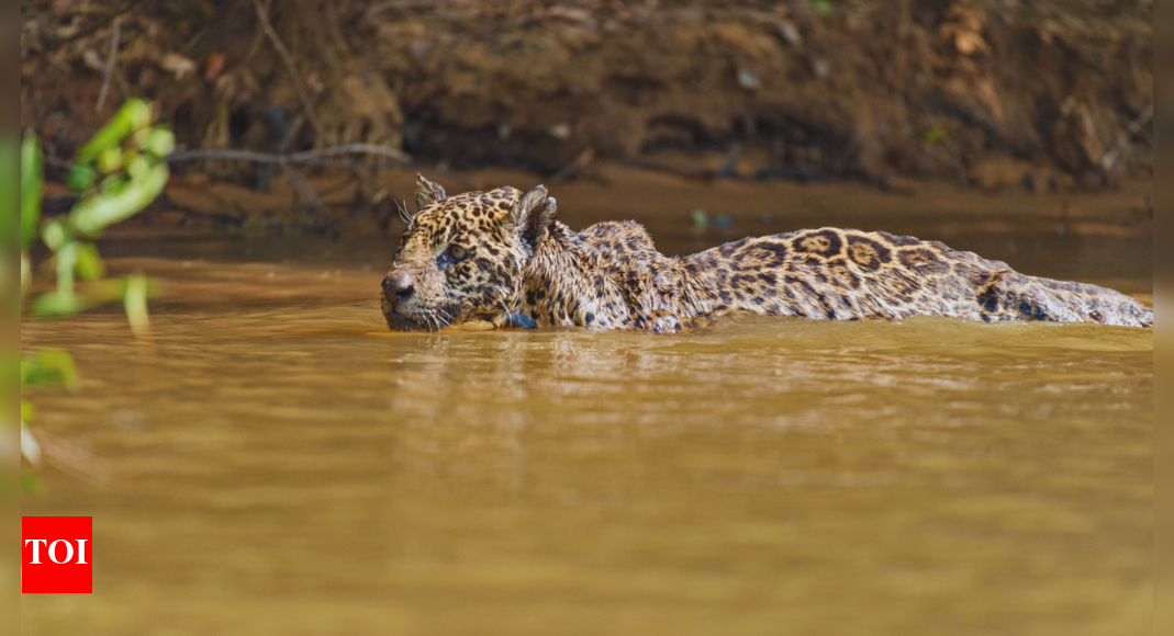 Brazilian jaguar stuns experts by setting record for longest document swim
