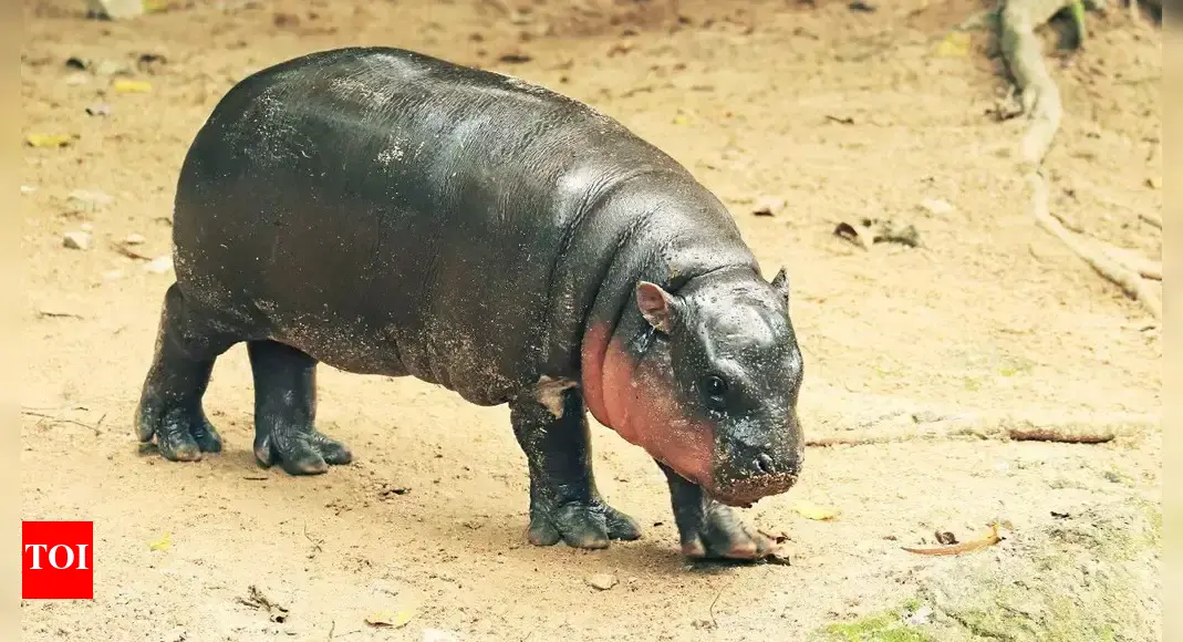 Meet baby hippos: Africa’s adorable water babies who melt hearts
