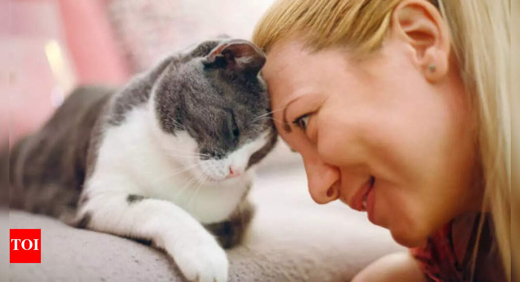 Having cats as pets can actually change your brain: Here's what science says