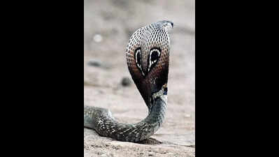Study on efficacy of herbs used by tribes to treat snake bites begins