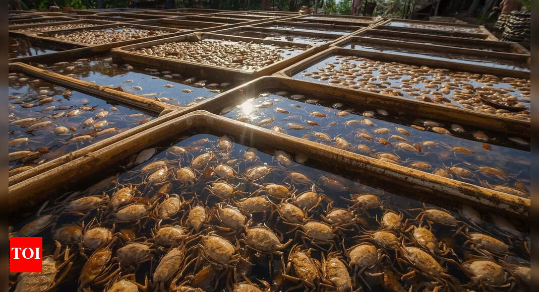 State signs MoU to set up crab hatchery in Paradip