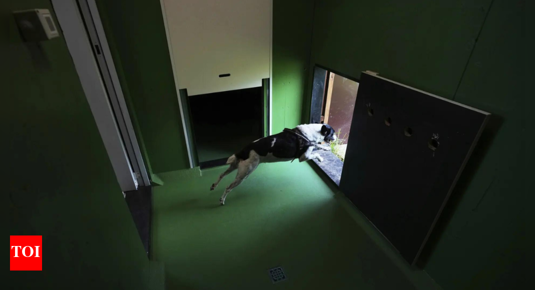 <div>Rome's airport opens luxurious dog hotel with pampering services</div>