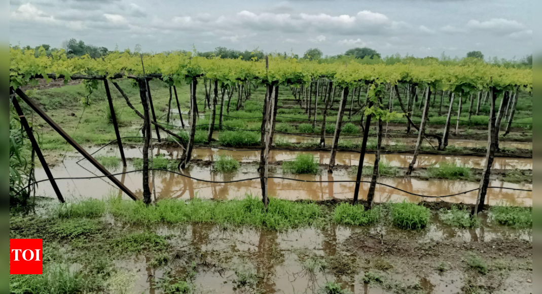 Maharashtra: Heavy rains hit Solapur & Satara districts; crop losses, cattle stranded