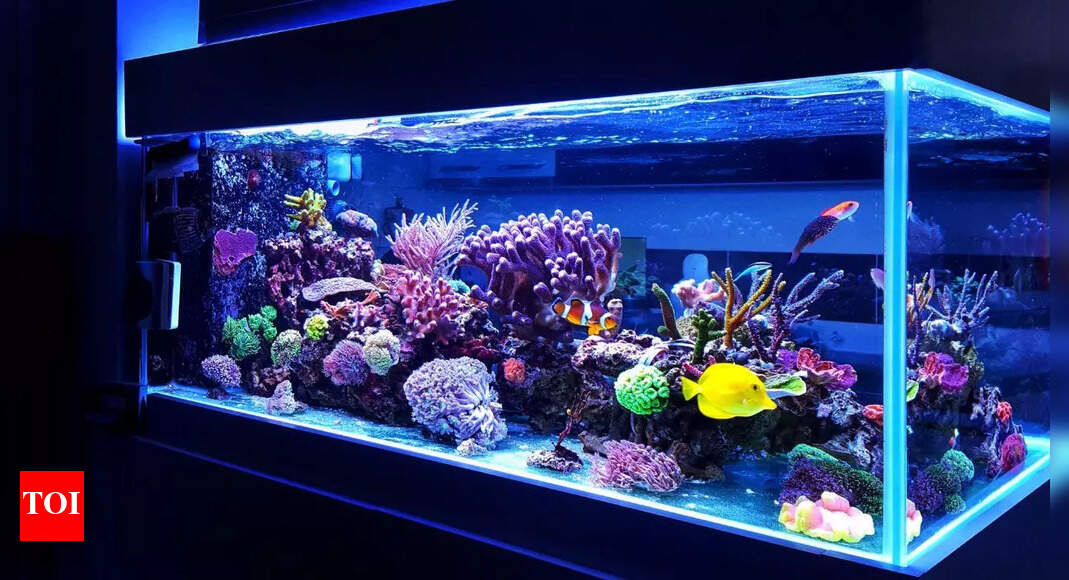Where to keep your aquarium at home for good luck and positive energy, according to Feng Shui