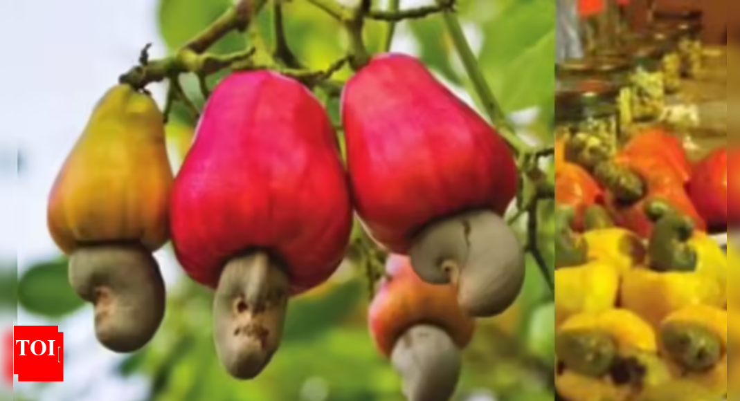 Directorate of cashew research develops liquid jaggery from cashew apples