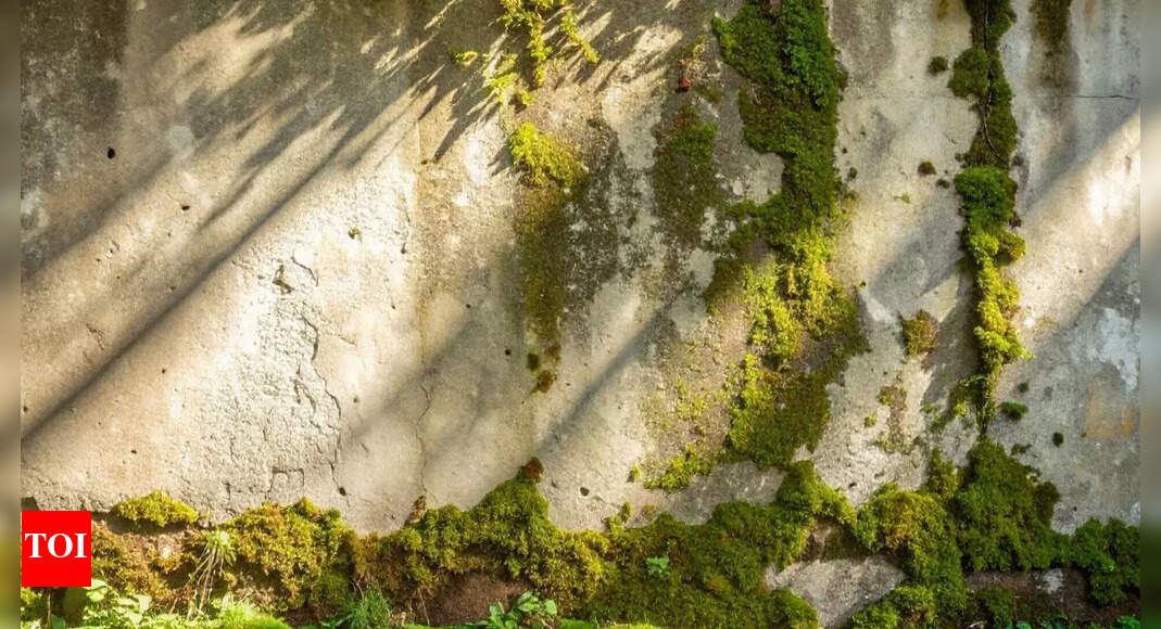 Easy hacks to clean and remove moss on walls or floors safely