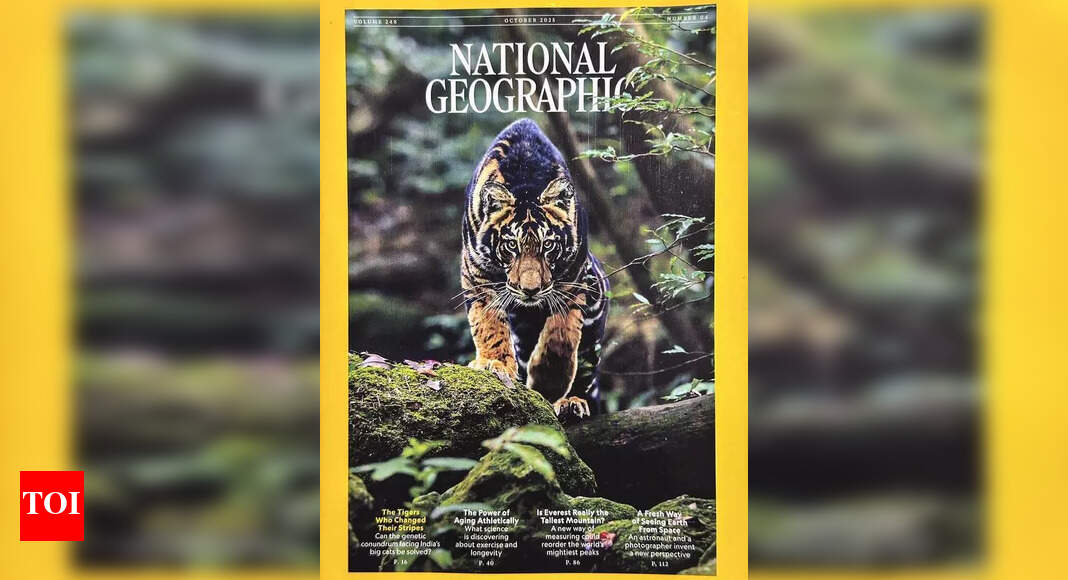 Rare black tiger photo by Nagpur biologist roars on Nat Geo cover ...
