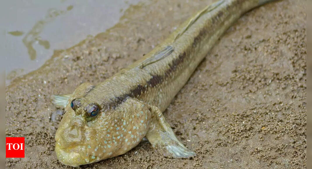 Mudskippers: The fish that walks on land, climbs mangrove roots, and survives tidal zones