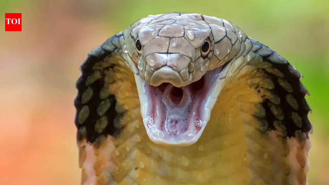 These 5 Snakes Are Faster Than You’d Ever Expect