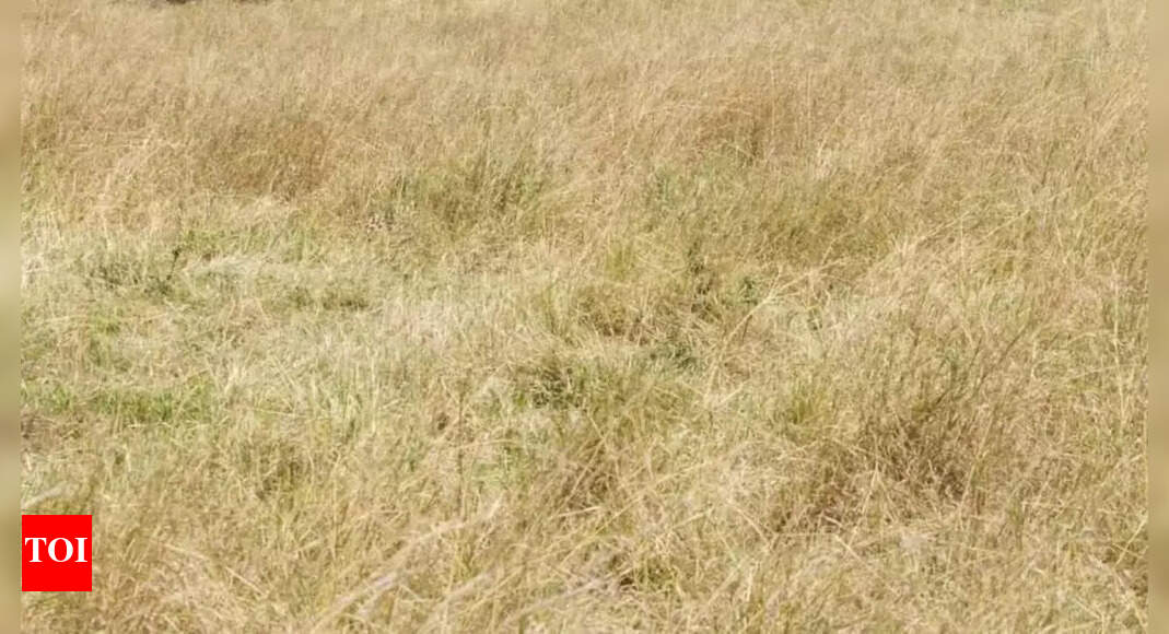 Optical Illusion: Can your eyes outsmart the cheetah’s camouflage? – The Times of India