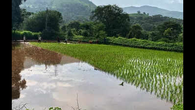 Farmers push for debt relief commission as rains wipe out crops across Karnataka