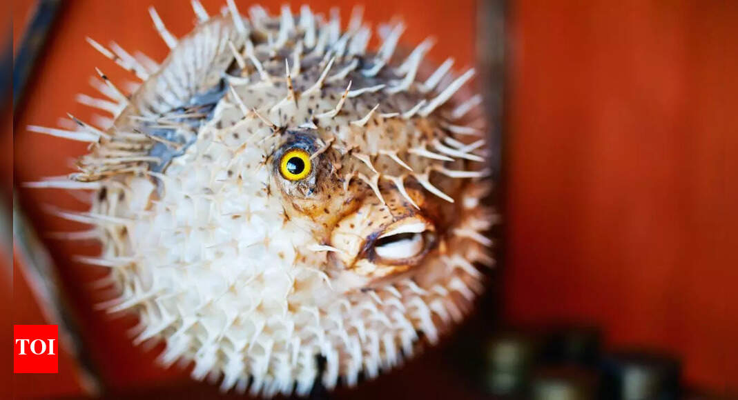 Looks can be deceptive: This adorable looking fish can kill 30 people with its poison!
