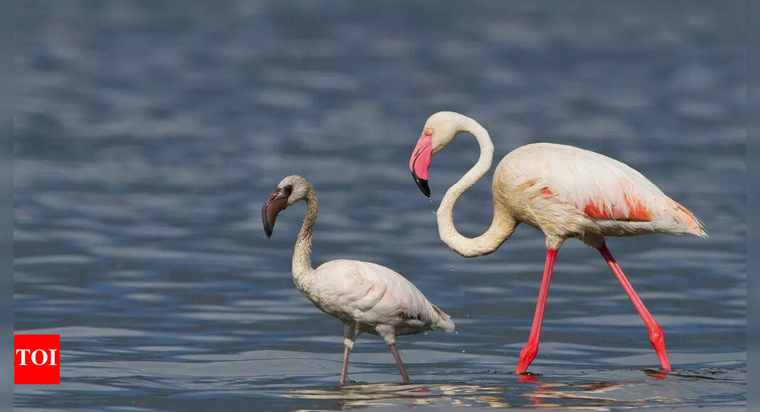 Maternal instincts: 3 species of birds that feed 'milk' to their baby chicks