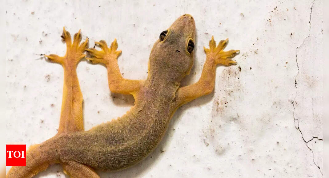 5 smells lizards hate and how to use them to keep your home lizard-free